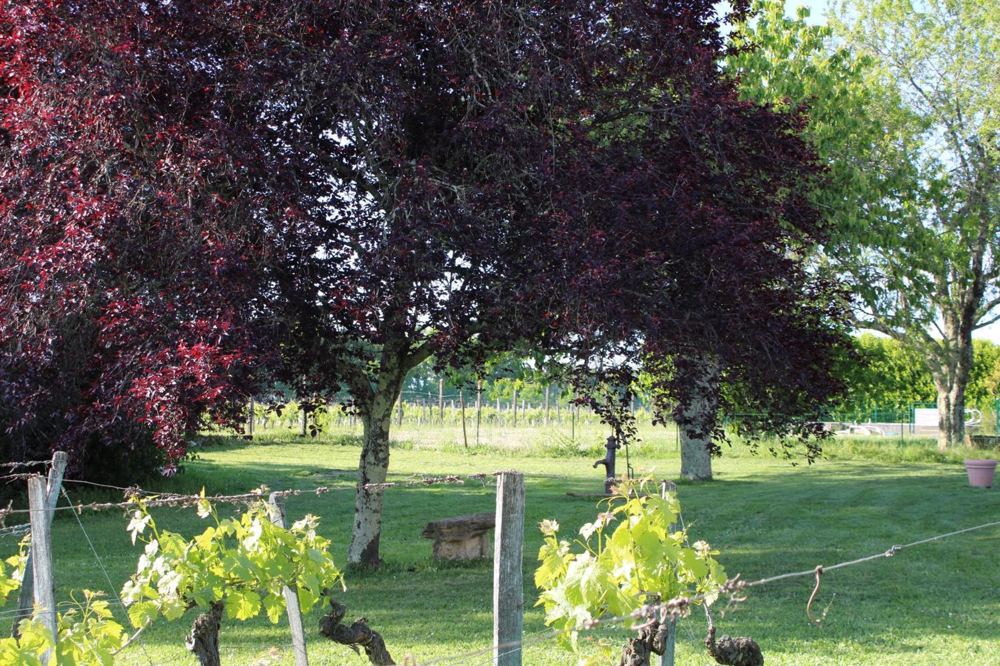 La Vigneraie De Laura Bed & Breakfast Sainte-Colombe  Eksteriør bilde