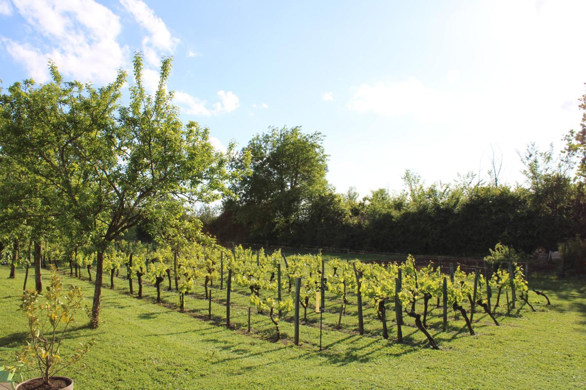 La Vigneraie De Laura Bed & Breakfast Sainte-Colombe  Eksteriør bilde